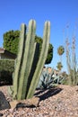 Columnar Cereus Cacti at City Street Corner