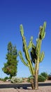 Columnar Cereus Cactus in Xeriscaping Royalty Free Stock Photo