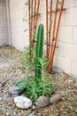 Columnar Cereus and Alligator Plants (Bryophyllum daigremontianum) in Xeriscaping