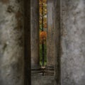 columns architecture old detail autumn stones tree ginger color nature leaves park