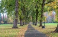 Columns of giant elm trees shed their leaves on paved path on lo