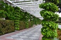 Columns and ivy in the Retiro park, Madrid