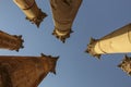 Columns temple of Artemis against the blue sky in the Ancient Roman city of Gerasa, modern Jerash, Jordan Royalty Free Stock Photo