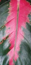 Colure on the leaf plant Royalty Free Stock Photo