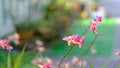 Colurful orchids with bokeh background of nature