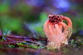 mushroom Colus hirudinosus Royalty Free Stock Photo