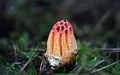 Mature Colus hirudinosus, stinkhorn fungus Royalty Free Stock Photo