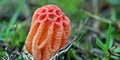 Colus hirudinosus, stinkhorn fungus, rare basidiomycete mushroom Royalty Free Stock Photo