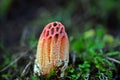 Mature Colus hirudinosus, stinkhorn fungus Royalty Free Stock Photo