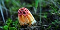 Mature Colus hirudinosus, stinkhorn fungus Royalty Free Stock Photo