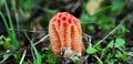 Colus hirudinosus, stinkhorn fungus, rare basidiomycete mushroom Royalty Free Stock Photo