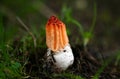 Colus hirudinosus with volva, stinkhorn fungus, rare basidiomycete mushroom Royalty Free Stock Photo