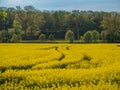 Colza field at countryside, landscape photo of yellow plants used for oil Royalty Free Stock Photo