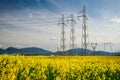 Colza field and powerline electricity Royalty Free Stock Photo