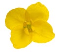 Colza flower Brassica napus Royalty Free Stock Photo