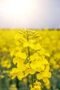 Colza flower. Yellow rape flowers for healthy food oil on field. Rapeseed plant, Canola rapeseed for green energy Royalty Free Stock Photo