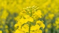 Colza flower. Yellow rape flowers for healthy food oil on field. Rapeseed plant, Canola rapeseed for green energy Royalty Free Stock Photo