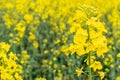 Colza flower. Yellow rape flowers for healthy food oil on field. Rapeseed plant, Canola rapeseed for green energy Royalty Free Stock Photo