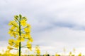 Colza flower. Yellow rape flowers for healthy food oil on field. Rapeseed plant, Canola rapeseed for green energy Royalty Free Stock Photo