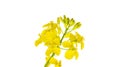 Colza white background. Yellow rape flowers for healthy food oil on field. Rapeseed plant, colza rapeseed for green