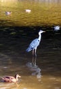 Animal crane the lake Royalty Free Stock Photo