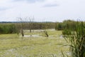 Autumn landscape view from Comana delta