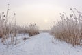 Comana lake in winter