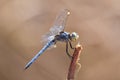 Comanche Skimmer, Libellula comanche Royalty Free Stock Photo