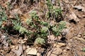 Comandra elegans - Wild plant shot in the spring.