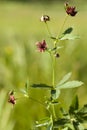 Comarum palustre