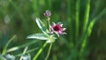 Comarum palustre. Blossoming of a plant in Siberia