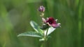 Comarum palustre. Blossoming of a plant in Siberia