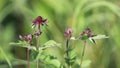 Comarum palustre. Marsh cinquefoil close-up