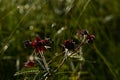 Comarum purple flowers in the glitter of the morning summer sun in the thickets of marsh grass