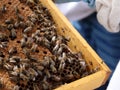 Comb with bee brood Royalty Free Stock Photo
