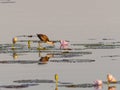 comb-crested jacana foraging for food at marlgu billabong of parry lagoons nature reserve