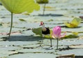 The comb-crested jacana Irediparra gallinacea, also known as the lotusbird or lilytrotter with pink lotus lily flower