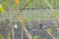 Comb Duck and Common Teals in the Lake Royalty Free Stock Photo