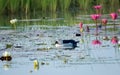 White duck swimming in lake water with beautiful lotus flowers in background. Royalty Free Stock Photo