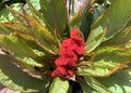 Comb flower Celosia lat.- Celosia Cristata