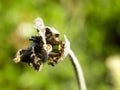 Comb-footed Spider 1