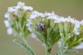 Comb-footed spider on flower. Close up