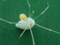 Comb footed spider guarding her egg on the leaf Royalty Free Stock Photo