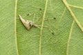 Comb footed spider - Meotipa sp. , resting under leaf, Amba , Kolhapur