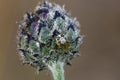 Comb-footed spider on thistle bud