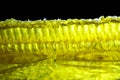 Comb honey glows on a black background Royalty Free Stock Photo