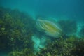 Comb jelly above kelp forest