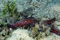 Comb Jelly Coeloplana astericola