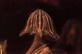 Comb jelly Phylum Ctenophora