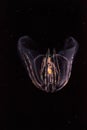 Comb jelly Phylum Ctenophora do not have stinging cells